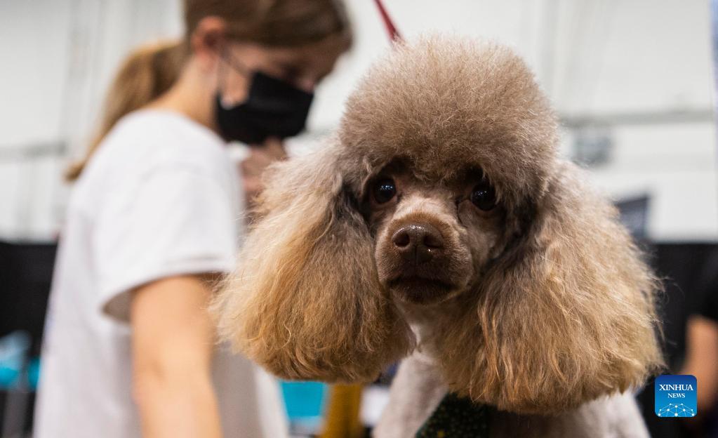 Grooming competition of Toronto Christmas Pet Show held in Mississauga