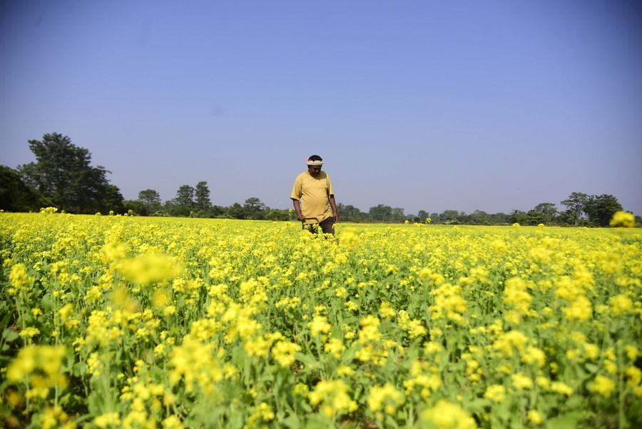 Asia Album Golden mustard in full bloom in northeastern India Xinhua
