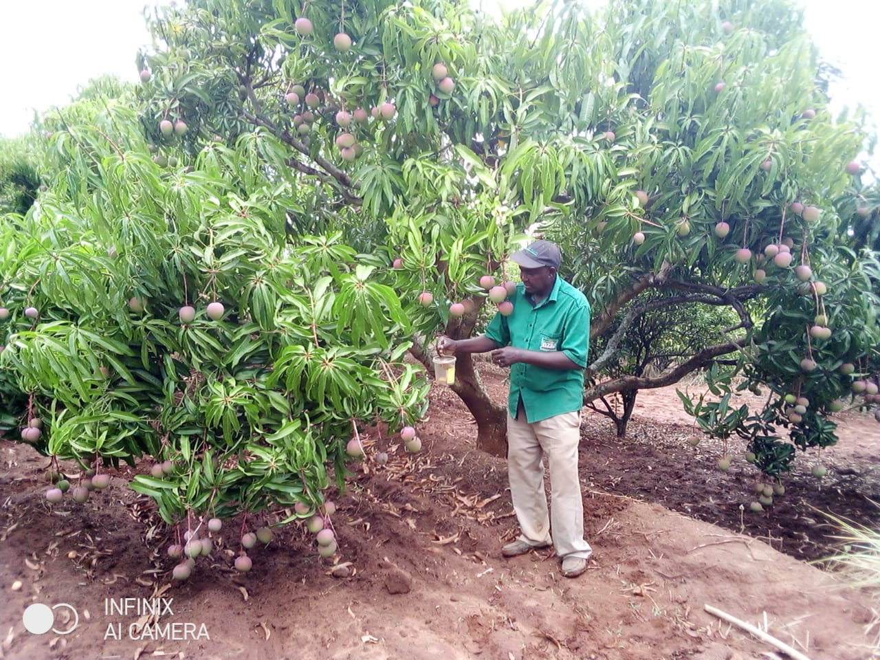 Mango farmers in Kenya buoyed up after taming of destructive pest Xinhua