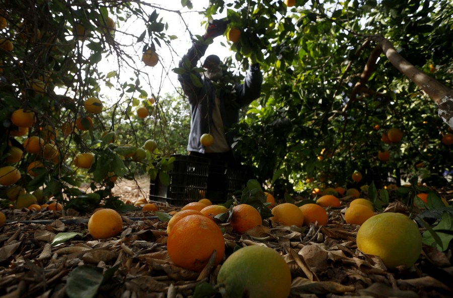 Mideast in Pictures Orange harvest season in West Bank Xinhua
