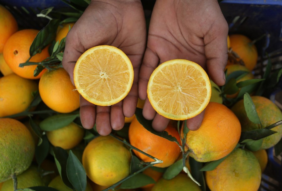 Mideast in Pictures Orange harvest season in West Bank Xinhua