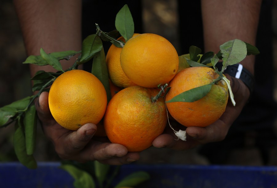 Mideast in Pictures Orange harvest season in West Bank Xinhua