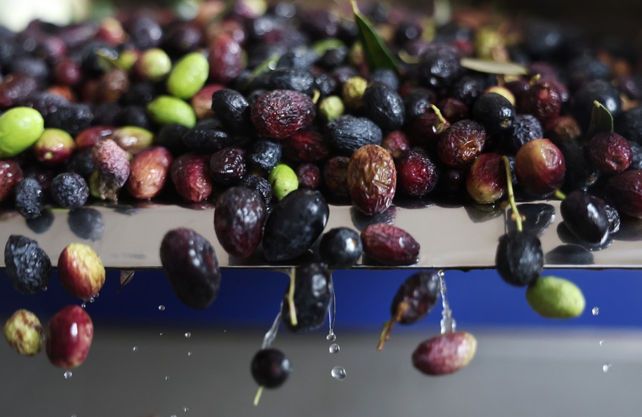 Olive tree planting flourishes in NW China's Gansu Xinhua