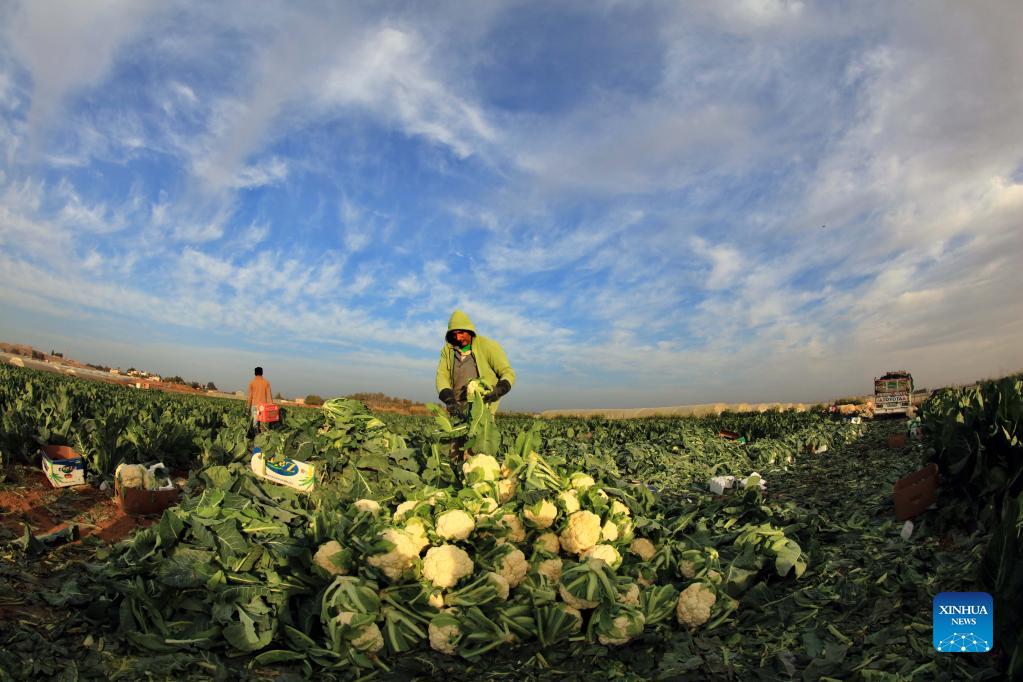 Farmers harvest cauliflowers in Amman, Jordan Xinhua
