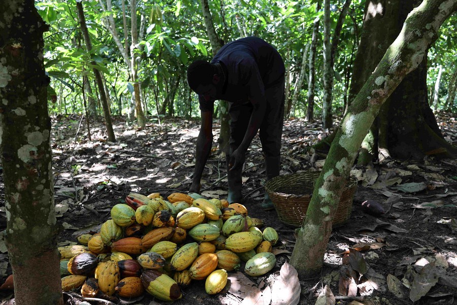 (Hello Africa) Chinese market offers hope for Ghana's cocoa exports