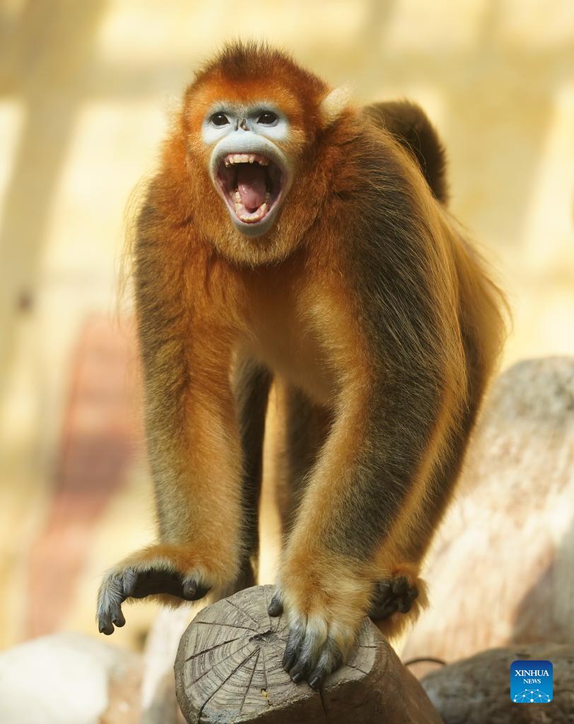 In pics: Sichuan golden snub-nosed monkeys - Xinhua
