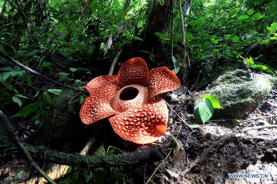 INDONESIA-WEST SUMATRA-RAFFLESIA FLOWER