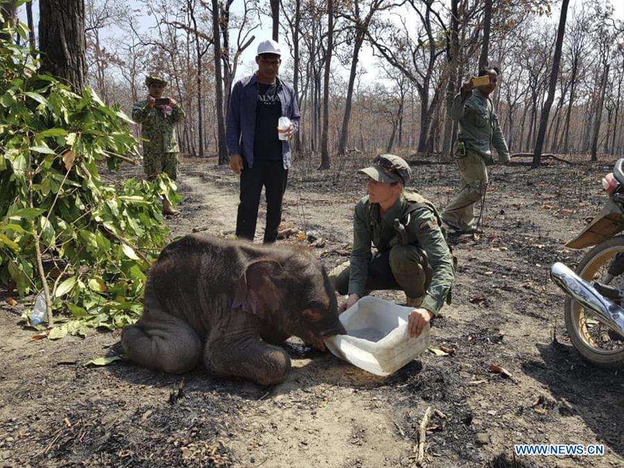 CAMBODIA-MONDULKIRI-ELEPHANT CALF-DEATH