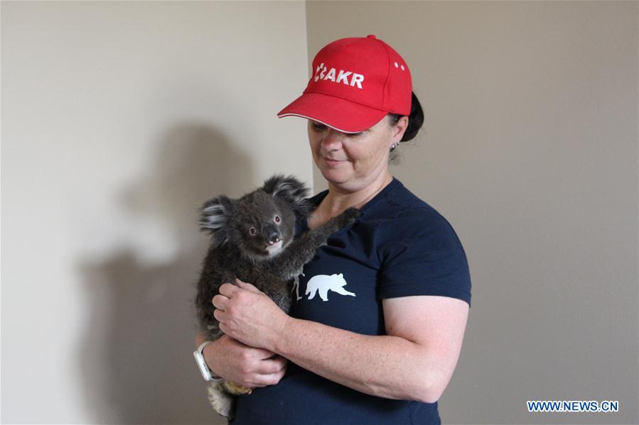 AUSTRALIA-ADELAIDE-KOALA RESCUE