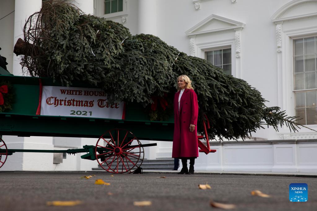 White House Christmas Tree arrives at White House Xinhua