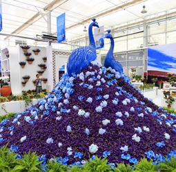 9th China Flower Expo kicks off in Yinchuan