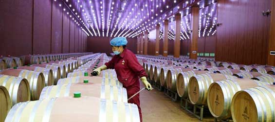 Wine industry robust in Ningxia, northwest China