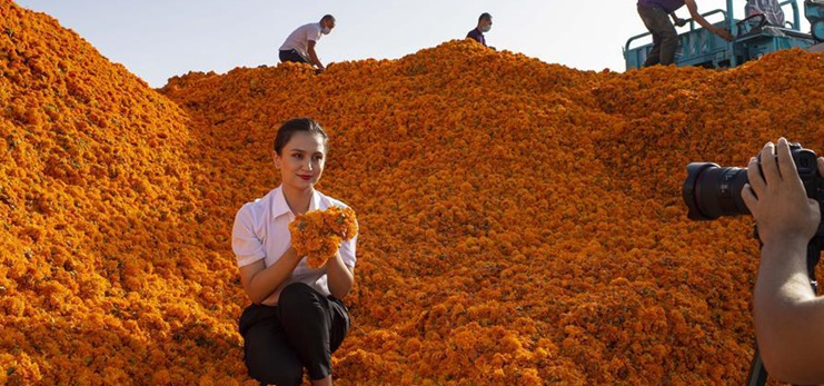 County in Xinjiang accelerates poverty alleviation by planting marigold