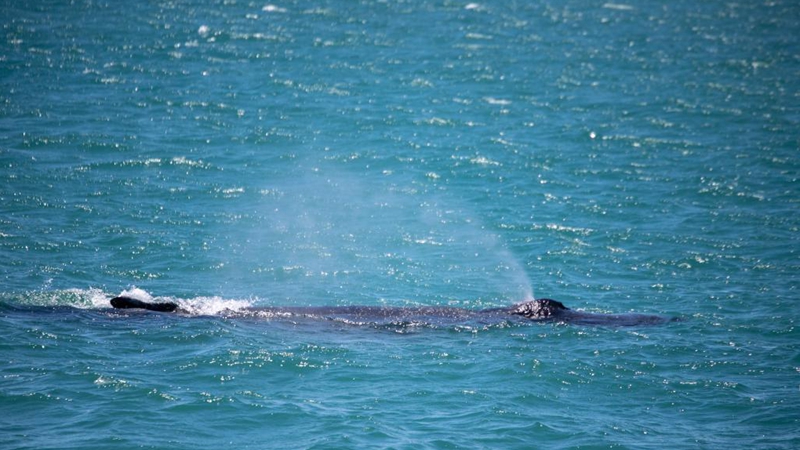 Whale spotted in Cape Town, South Africa