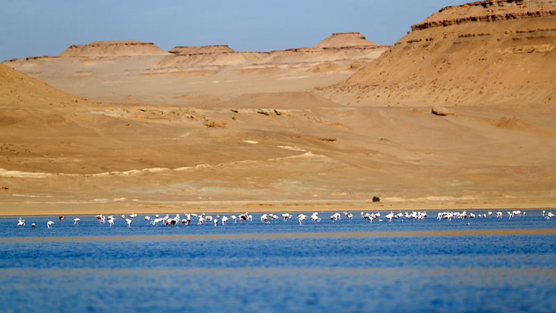 Flamingos seen at Qarun Lake, Egypt