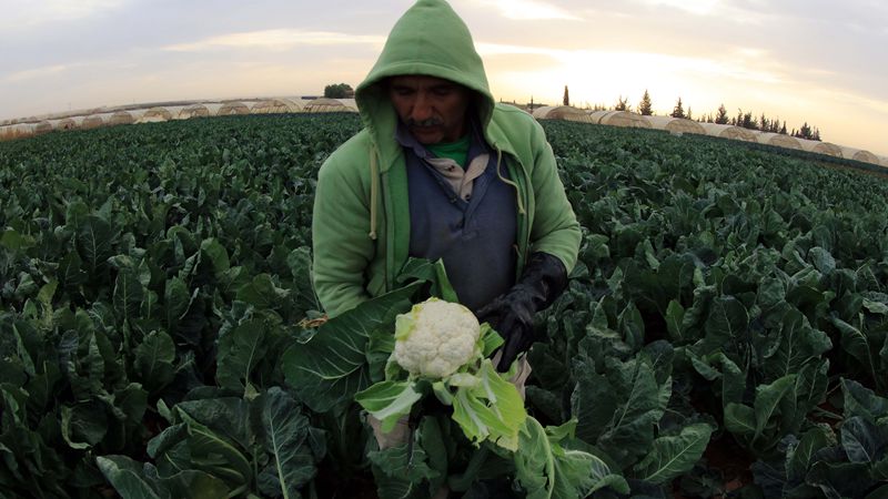 Farmers harvest cauliflowers in Amman, Jordan