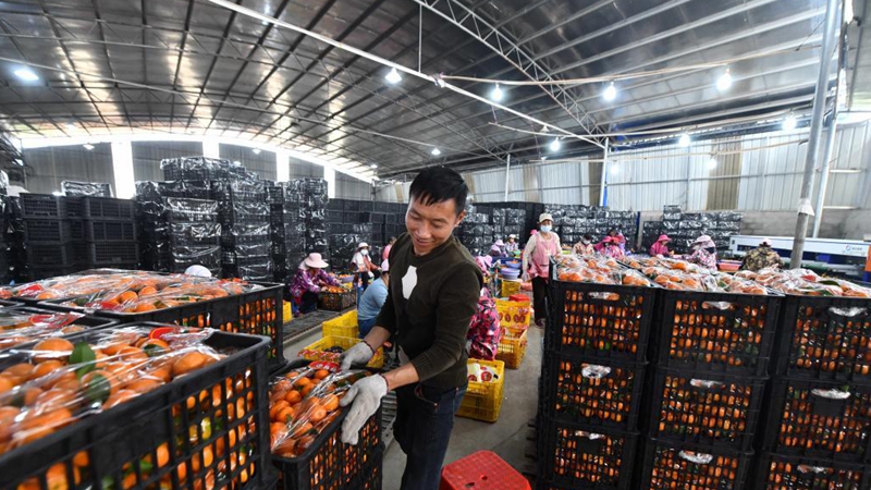 Orange harvest in China's Guangxi