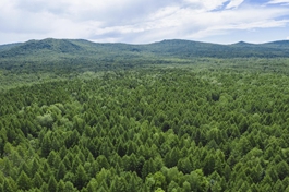 China's forestry industry output to reach 9 trln yuan by 2025
