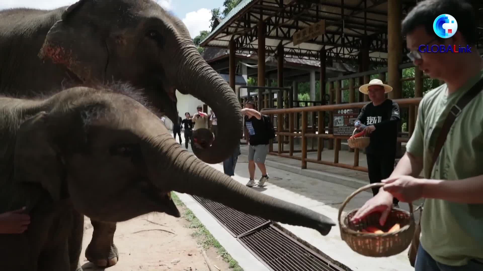 GLOBALink | Lao people take China-Laos Railway to visit elephant protection center in Kunming, China