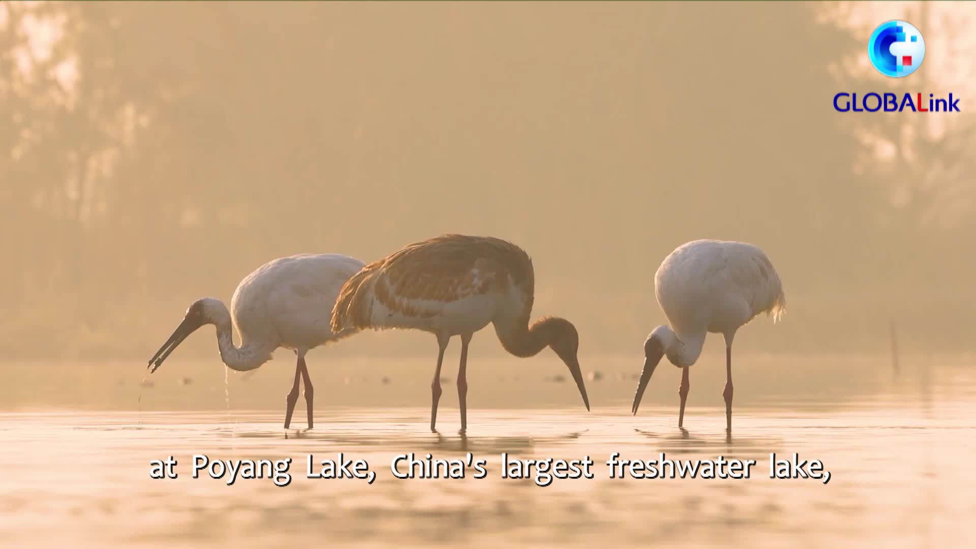 GLOBALink | Foreign envoys "date" with migratory birds at China's largest freshwater lake