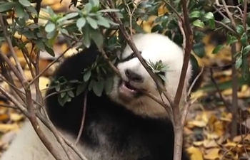 Baby panda's special molar rod