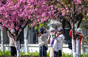 Cherry trees bloom in Kunming