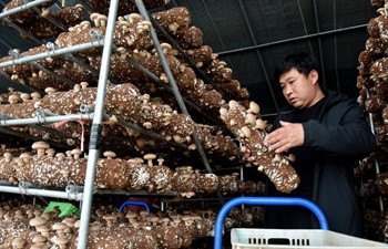 From white collar to mushroom farmer: new business of post-80s