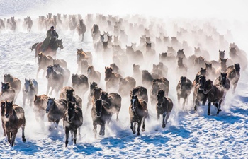 Horses gallop on snowfield in Zhaosu County, Xinjiang