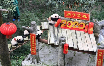 Panda cubs pose for photos for Chinese New Year greeting at Chongqing Zoo