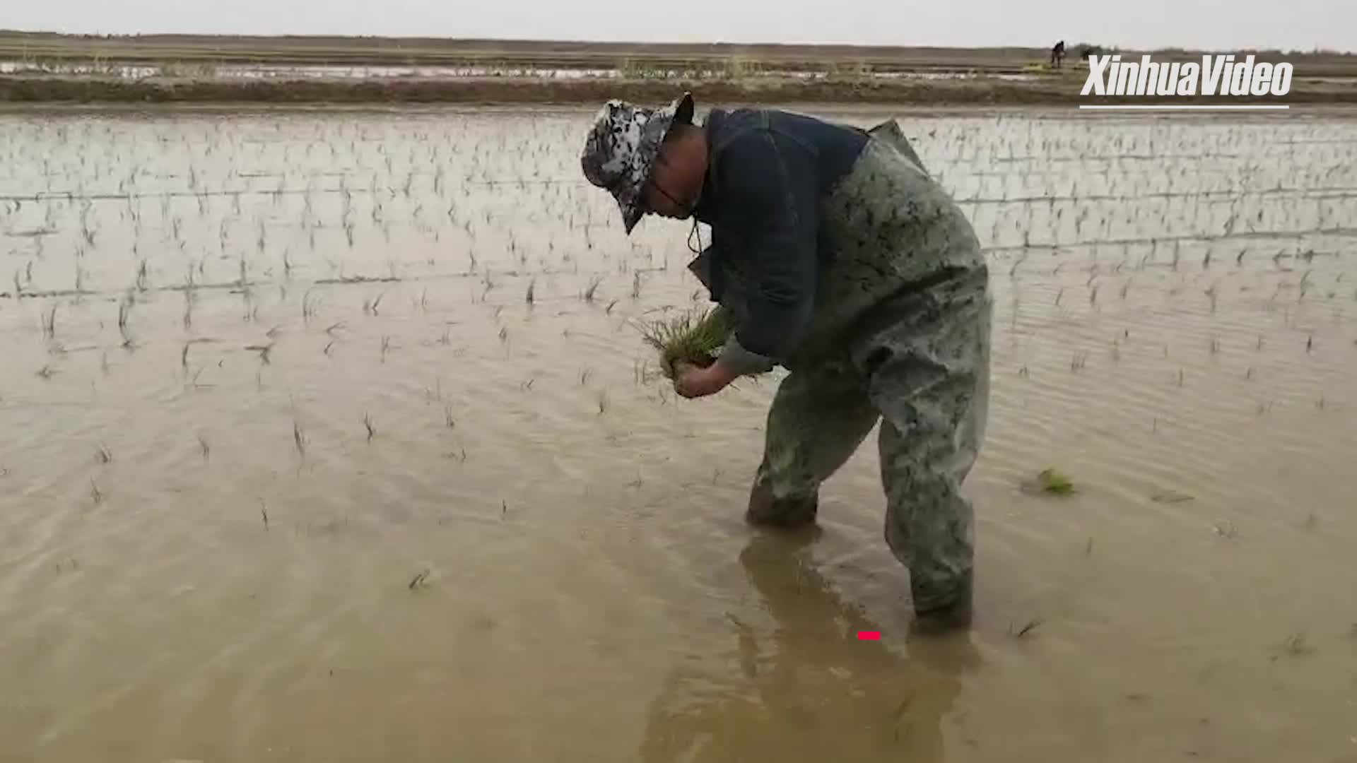 China grows sea rice on Qinghai-Tibet Plateau