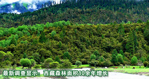最新調查顯示：西藏森林面積10余年增長