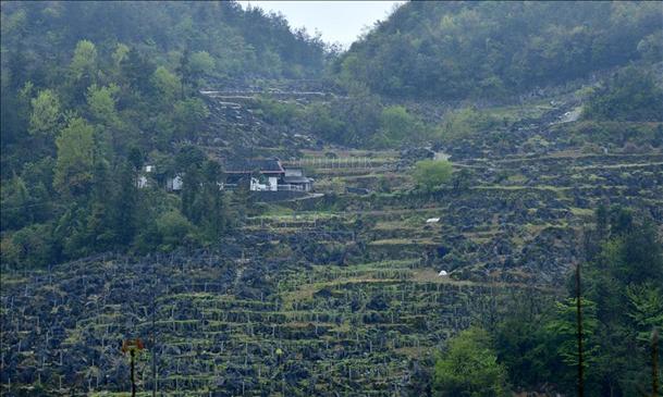 湖北山区石漠化土地上探春耕