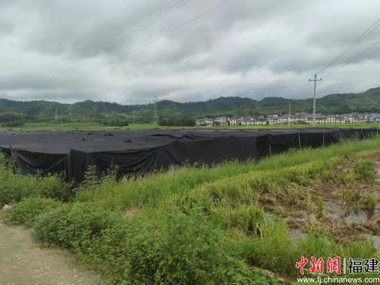 　　田间竹荪大棚。