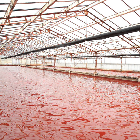 专家纵论雨生红球藻产业发展