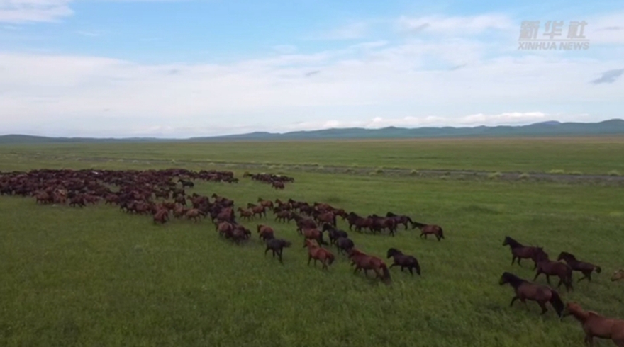 夏日额仑草原景色如画 游人如织
