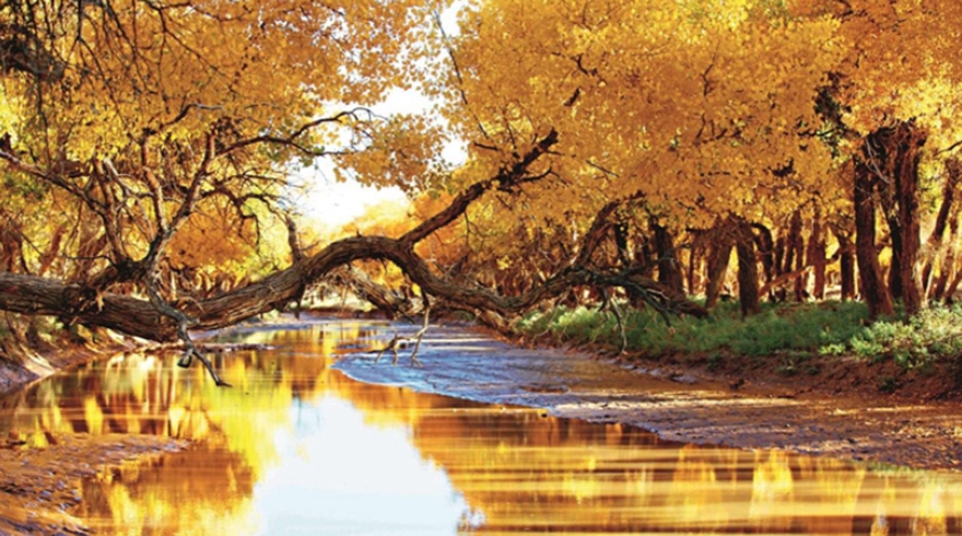 额济纳的胡杨秘境