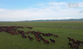夏日额仑草原景色如画 游人如织