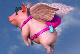 从寻风、找猪到穿秋裤