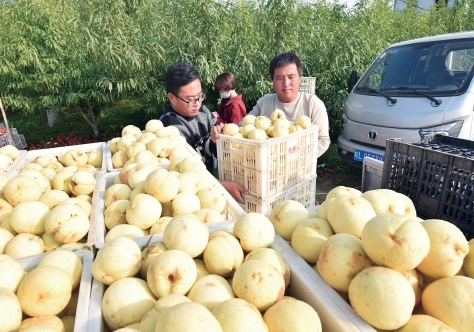 脆甜雪桃走俏市场