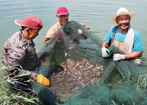 虾豆协同发展实现渔粮共赢