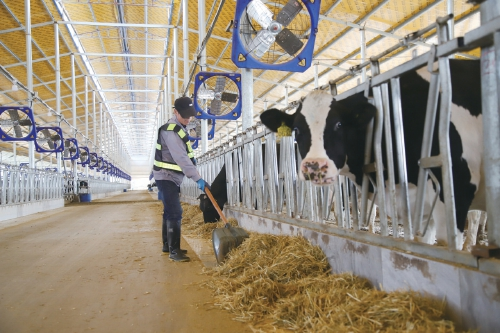 牵起“致富牛”过上“牛”日子