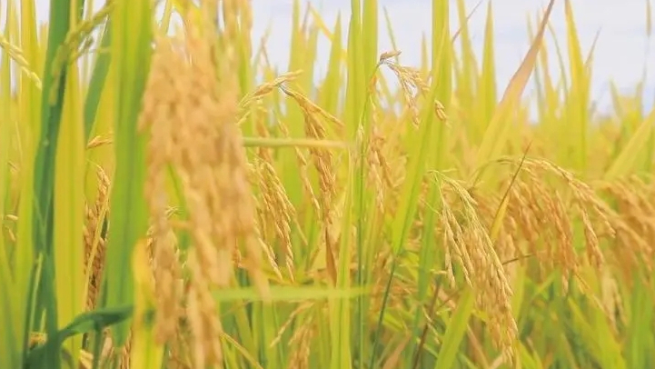 全国早稻收获过一成半 进度快于上年