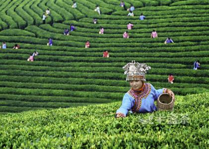 為給世界一杯凈茶:貴州每年多花50億元