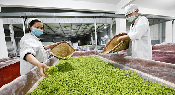 贵州遵义农业企业加速复工复产
