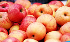 中国农业科学院创新驱动转型升级 解决果业&ldquo;卡脖子&rdquo;问题