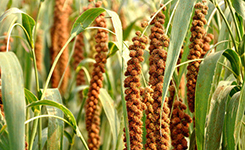 扎根黄土高原三十载 寿阳站助推旱作农业高质量发展