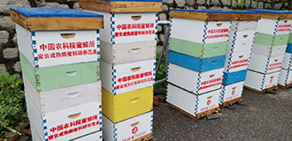 聚焦成熟蜂蜜生产 中国农业科学院构建蜂业绿色发展新模式