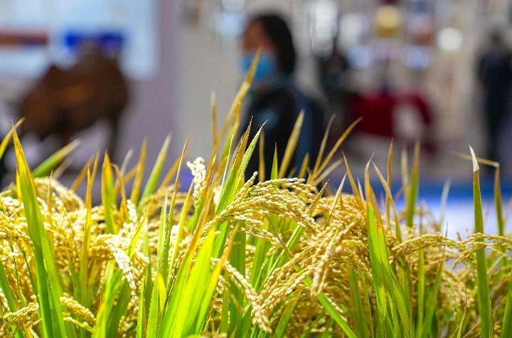 从氢能源汽车到小卫星：东北振兴元素成东北亚合作热词