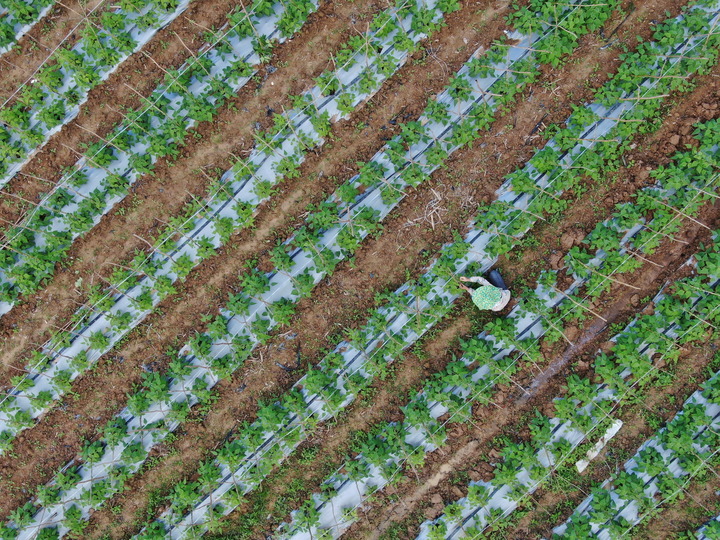 种好“菜园子” 拎稳“菜篮子”——聚焦冬春蔬菜保供稳价