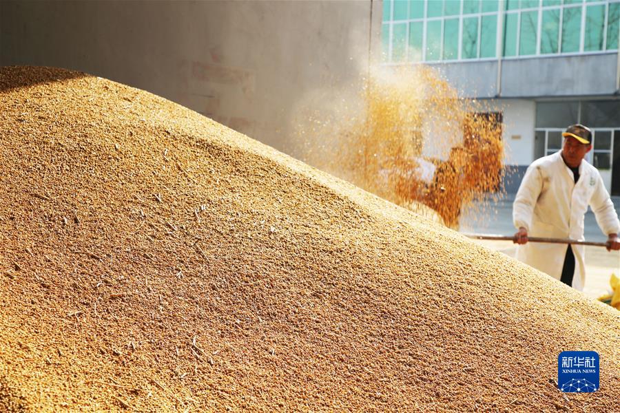 #（新华视界）（1）再创新高！2021年全国粮食总产量达13657亿斤